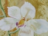 orchidea2